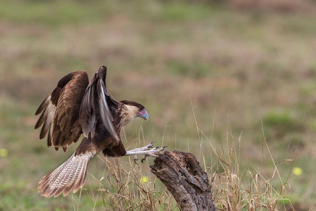 Juvenile Northern Crested CaraCara print