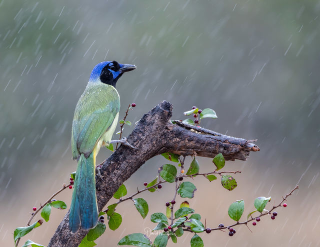 Green Jay In The Rain print