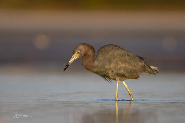 Tricolored Heron III print