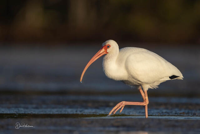 White Ibis print