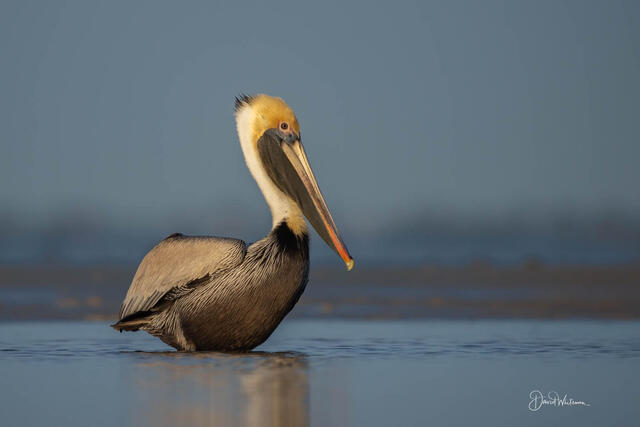 Brown Pelican II print