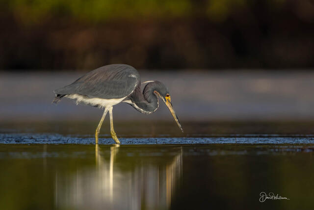 Tricolored Heron II print