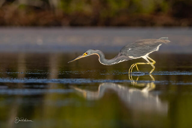 Tricolored Heron print