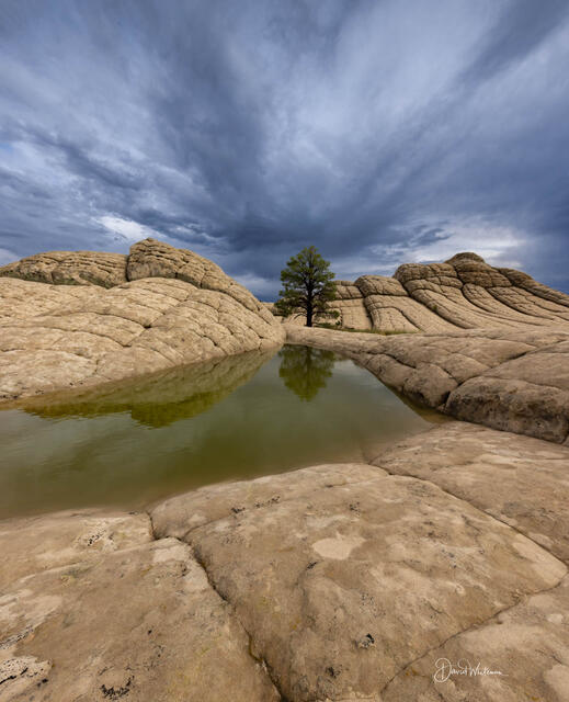 The Tree White Pocket print