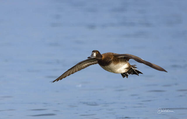 Female In Flight print