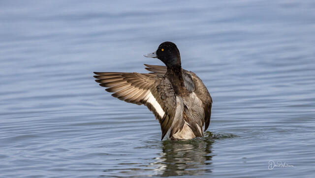 Beautiful Feathers print