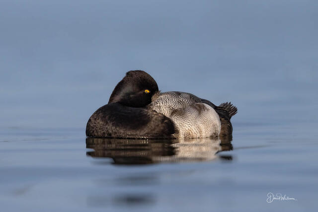 Looking At You print