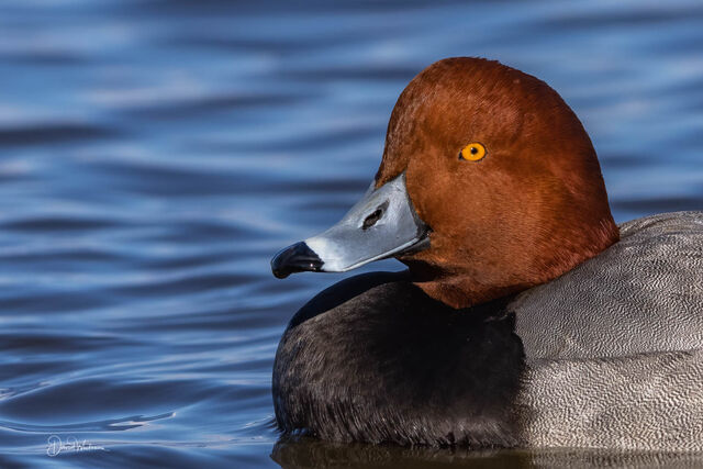 Redhead Duck Portrait print