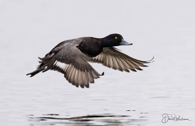 Drake in Flight print