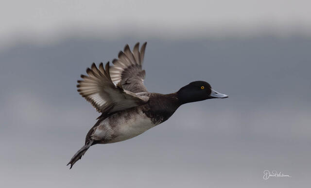 Drake in Flight II print