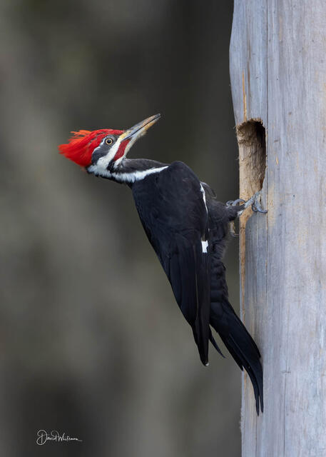 Pileated Woodpecker print