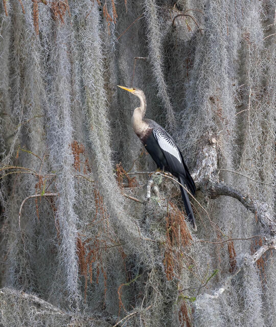 Anhinga print