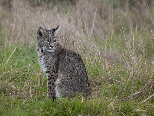 Bobcat Portrait print