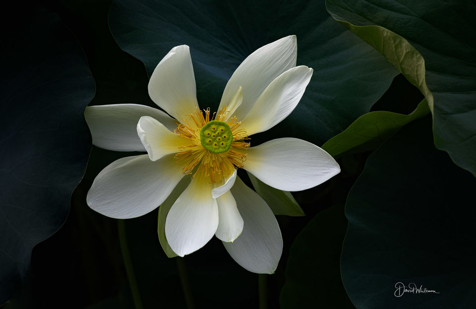 Lotus Flower print