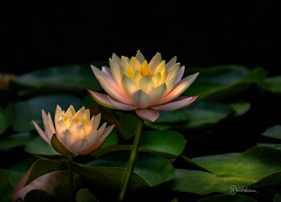 Water Lily print