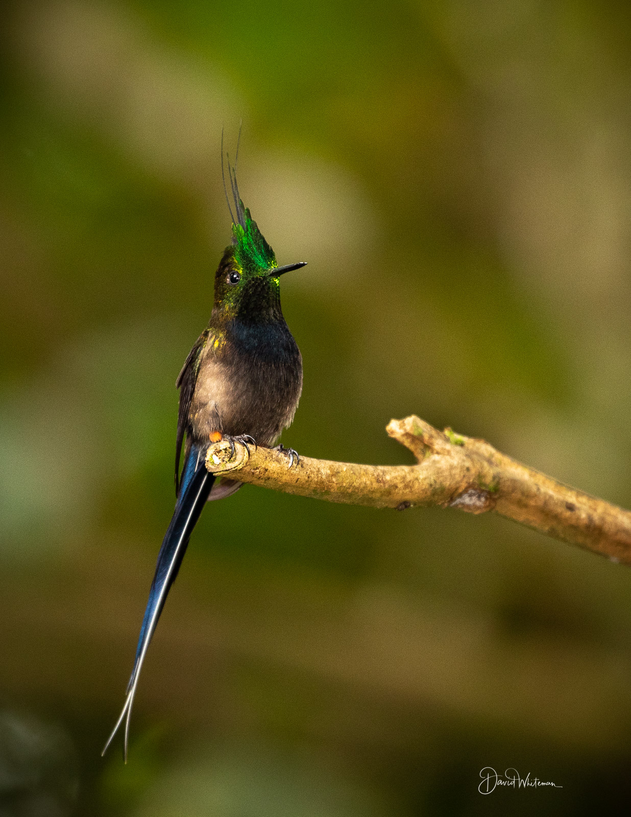 Wire-crested Thorntail Male