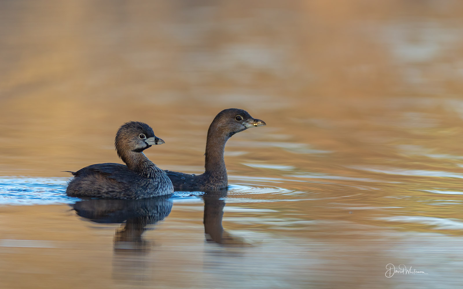 Mating Pair of Pied-billed-grebes