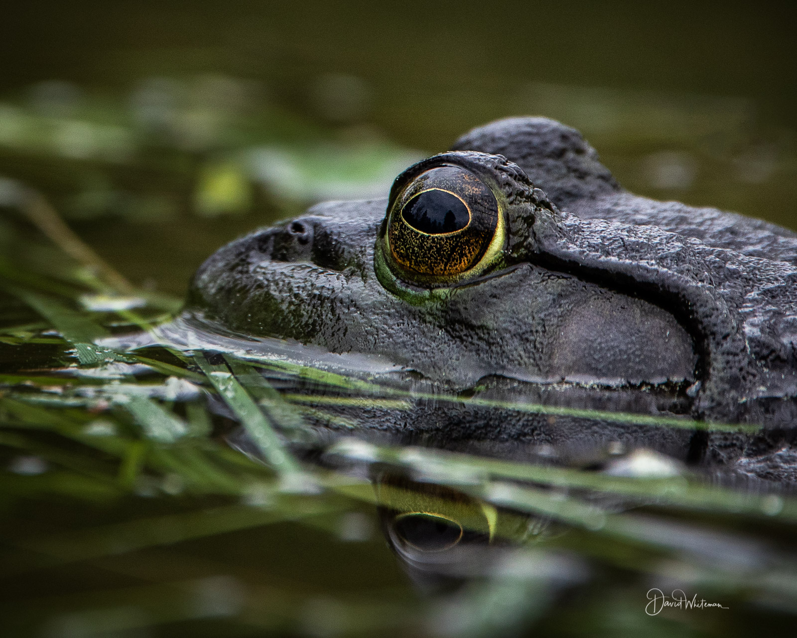 Close up of a Bullfrog