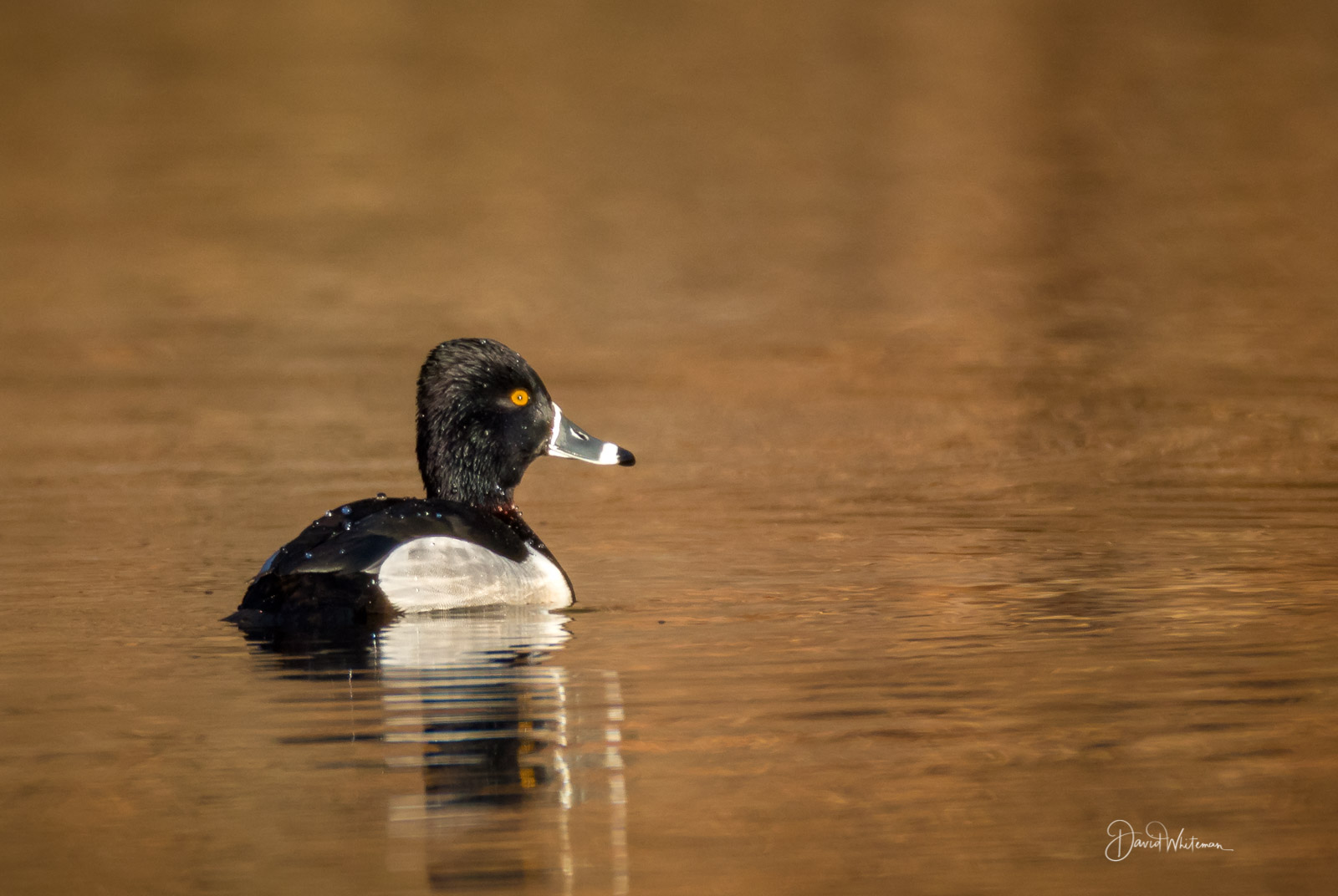 Ringed-Neck Duck Ringed-Neck Duck