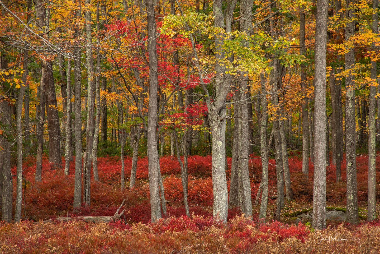 Fall Color in the Quehanna Wilds