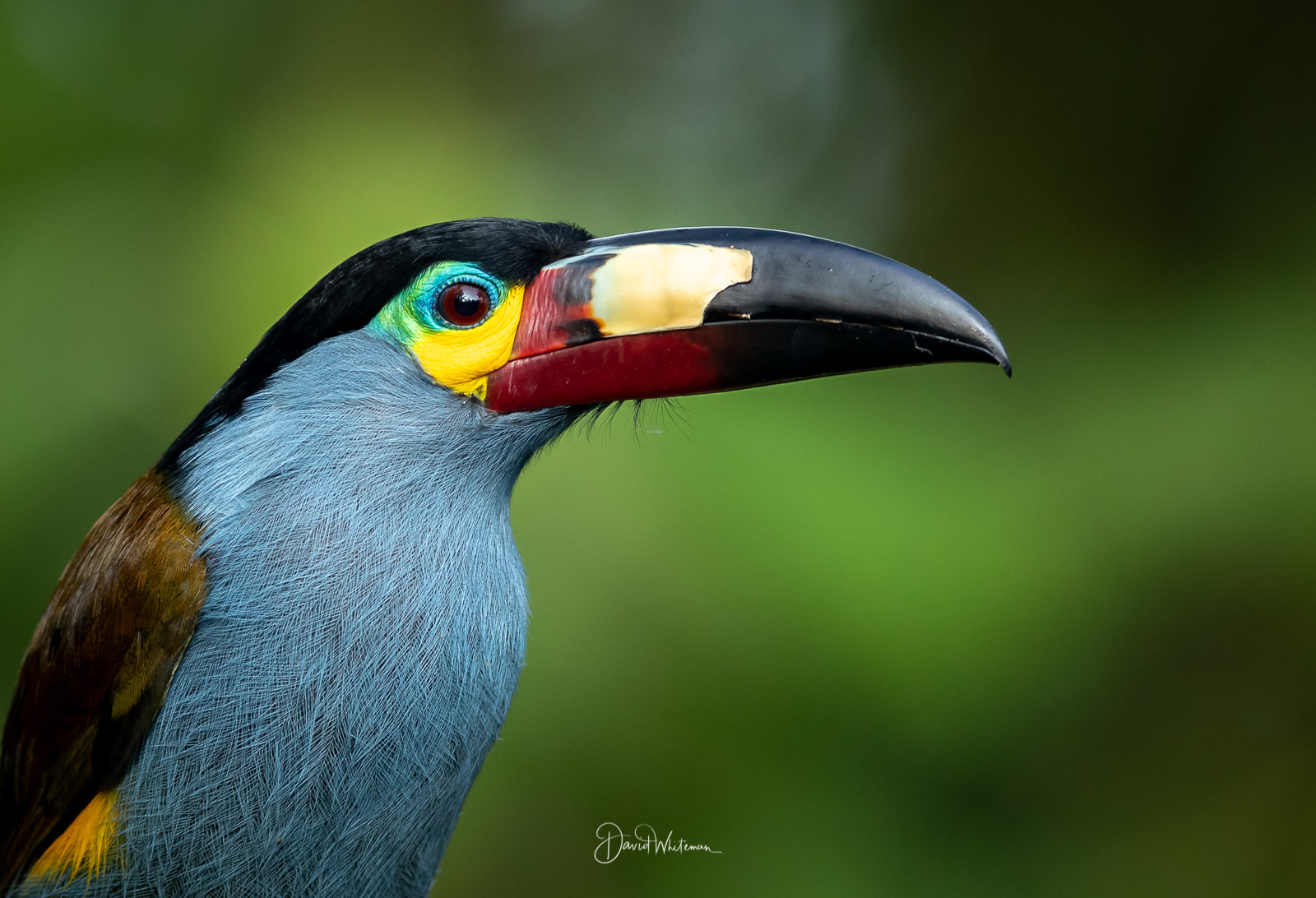 Plate-billed Mountain Toucan 2