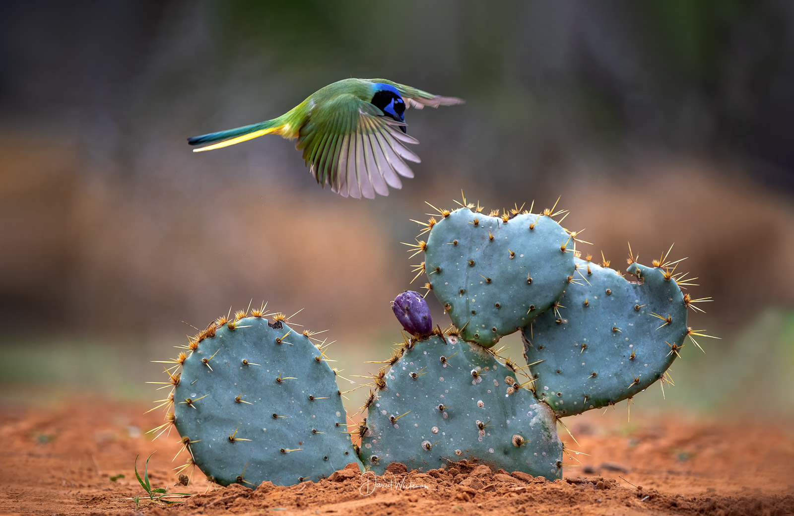 Green Jay Over Cactus