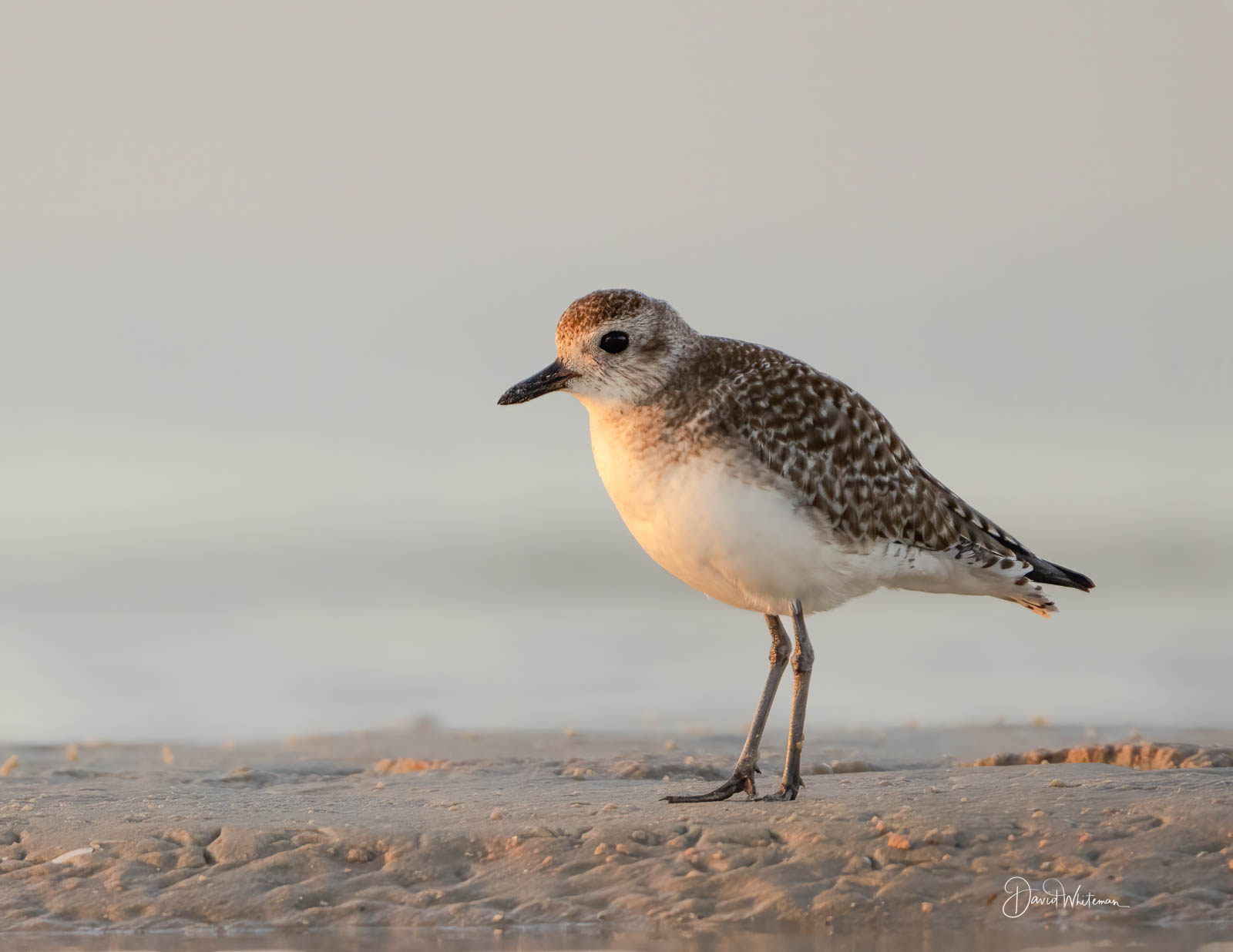 Least Sandpiper Least Sandpiper