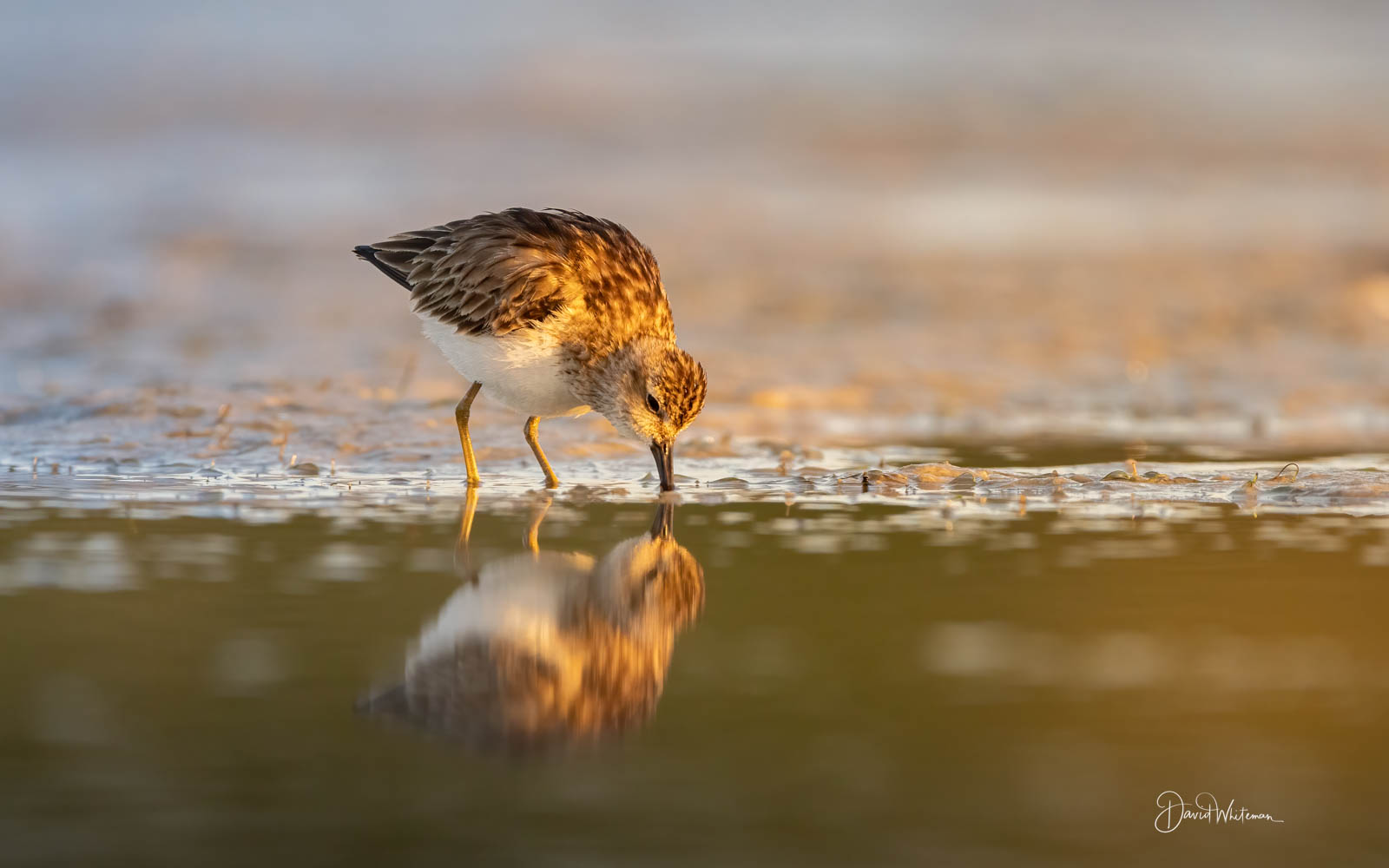 Semipalmated Sandpiper Semipalmated Sandpiper