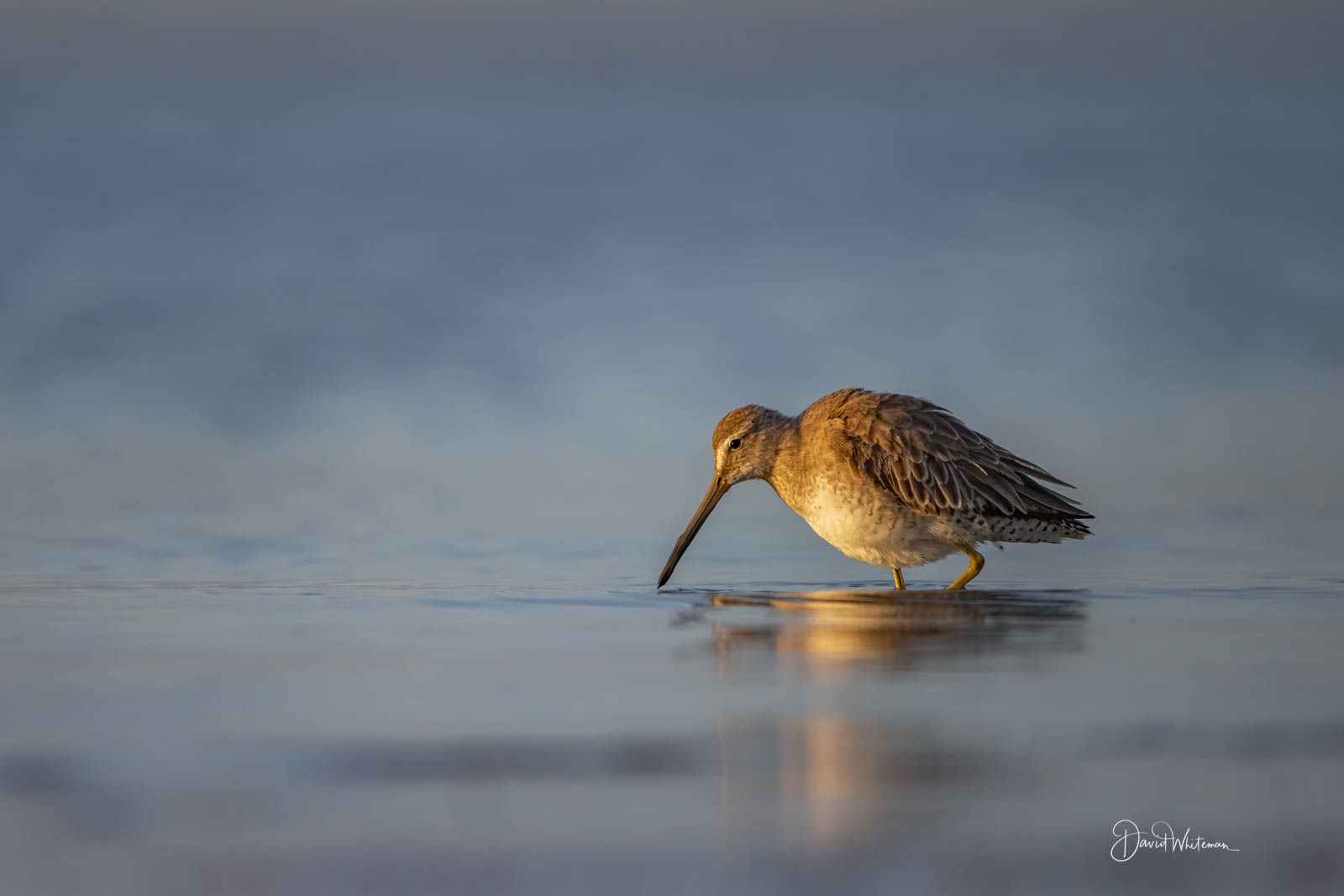Short-billed Dowitcher Short-billed Dowitcher