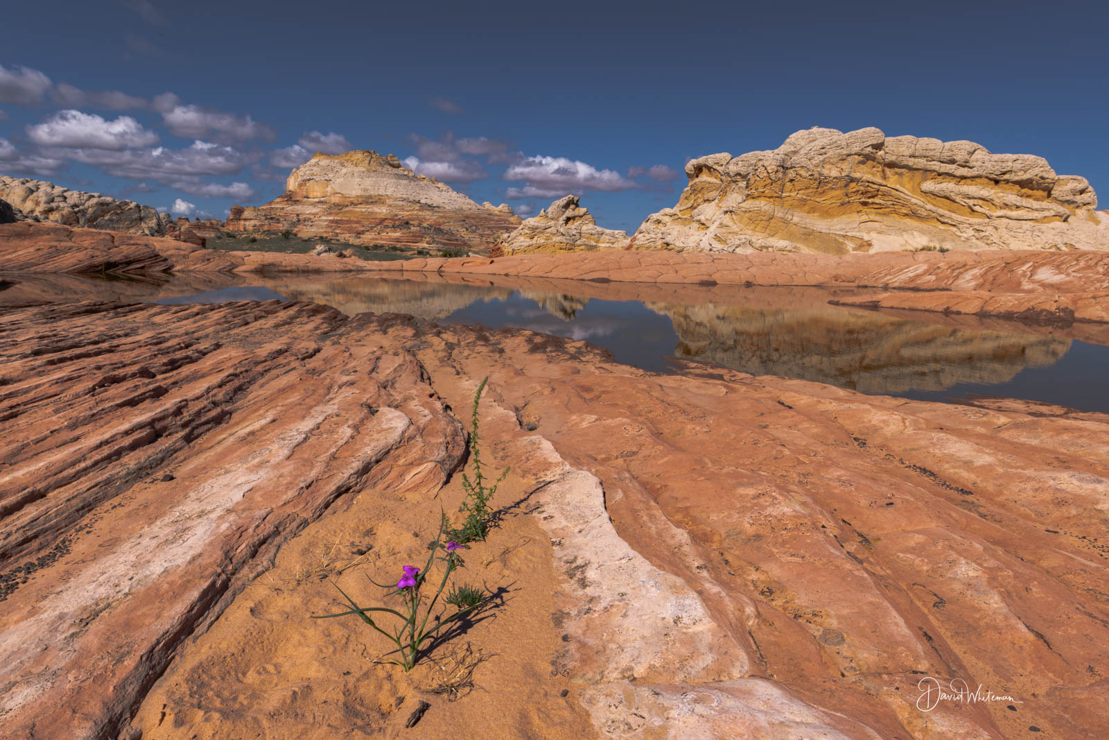 The Flower White Pocket The Flower White Pocket