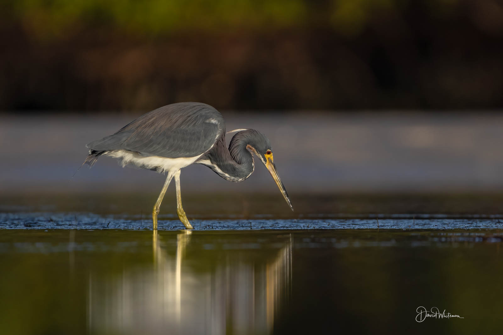 Tricolored Heron II