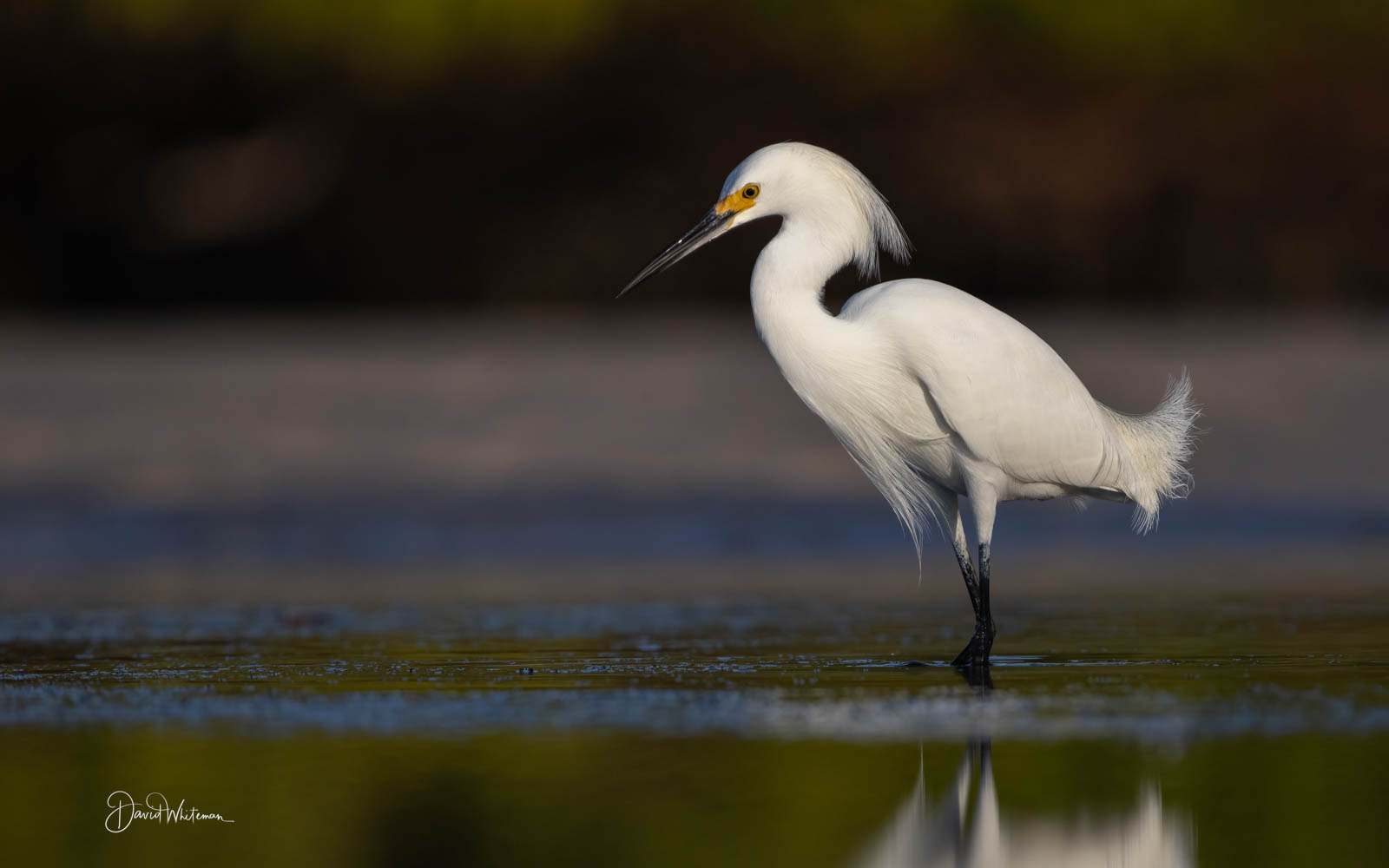 Snowy Egret