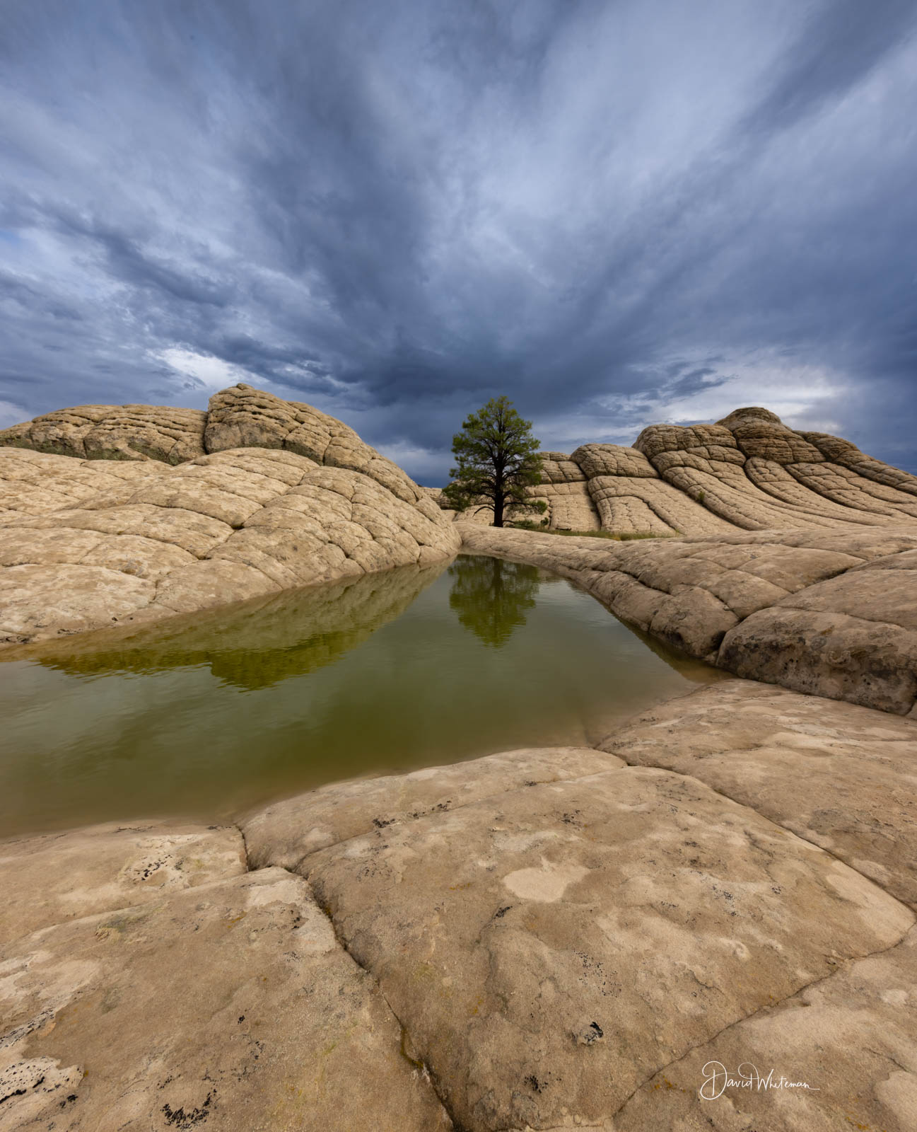 The Tree White Pocket The Tree White Pocket