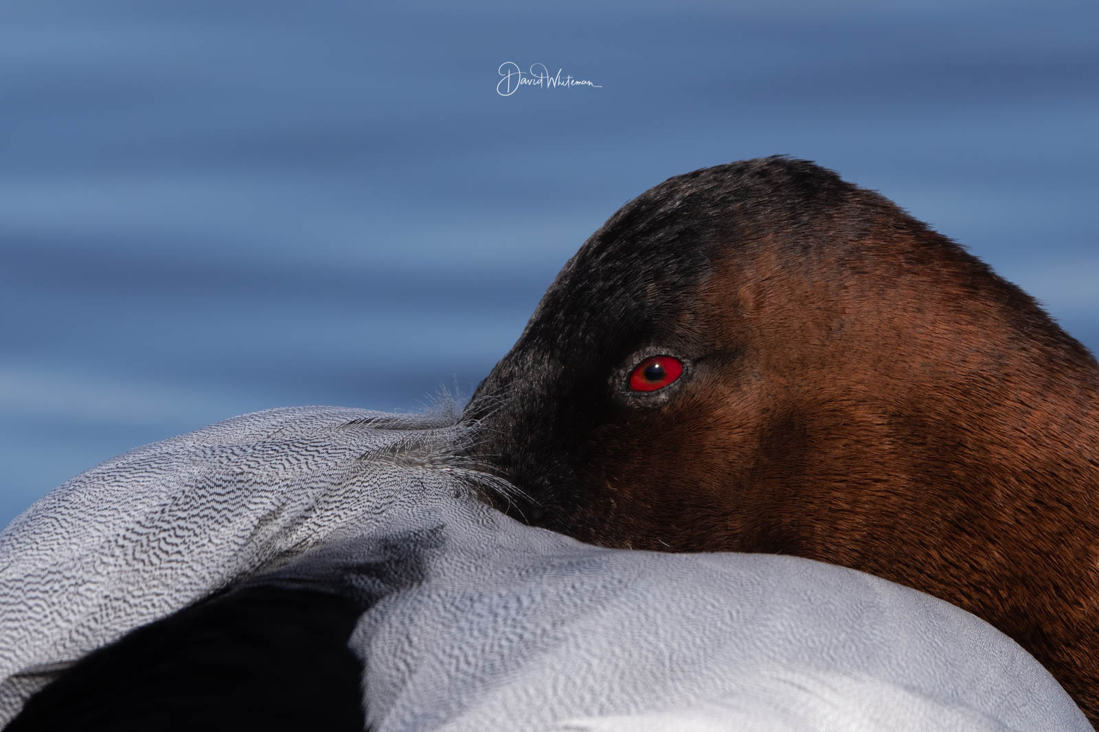 Eye Of The Canvasback