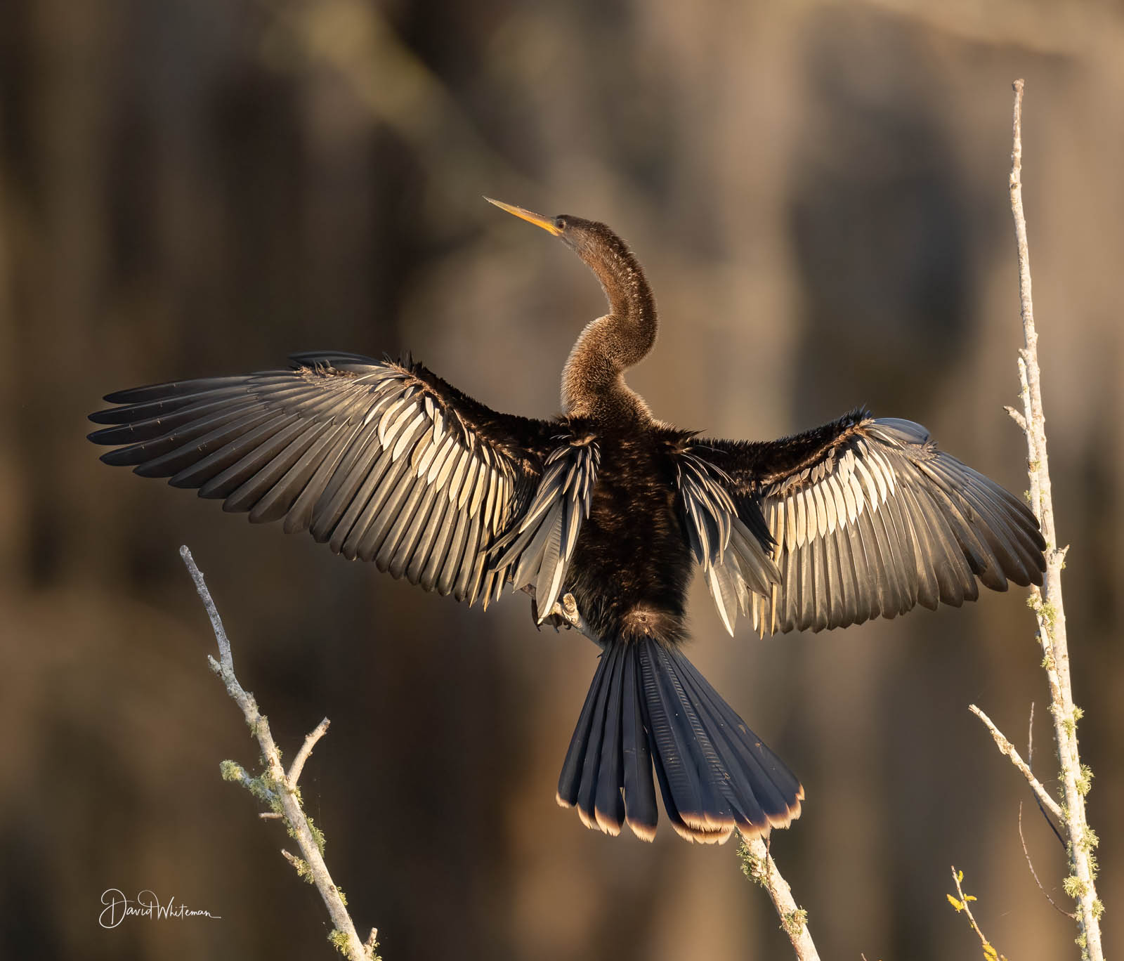 Resting Anhinga