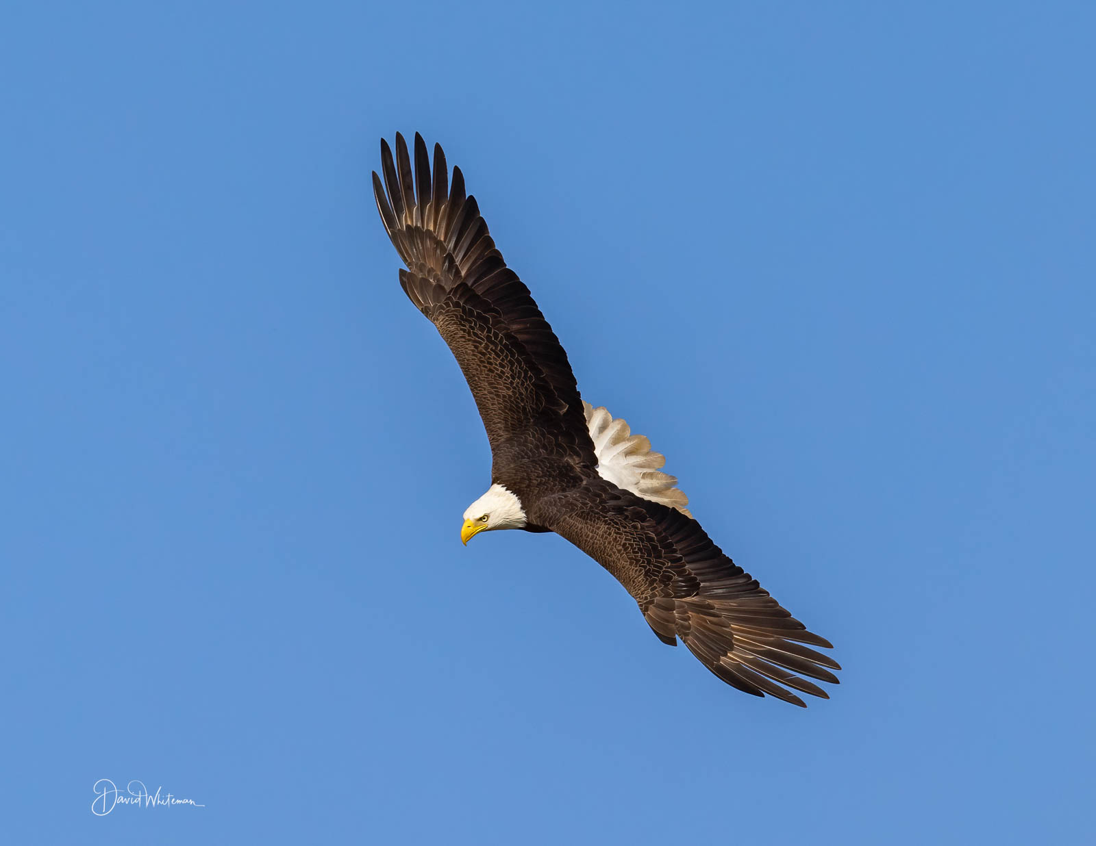 In Flight Bald Eagle In Flight Bald Eagle