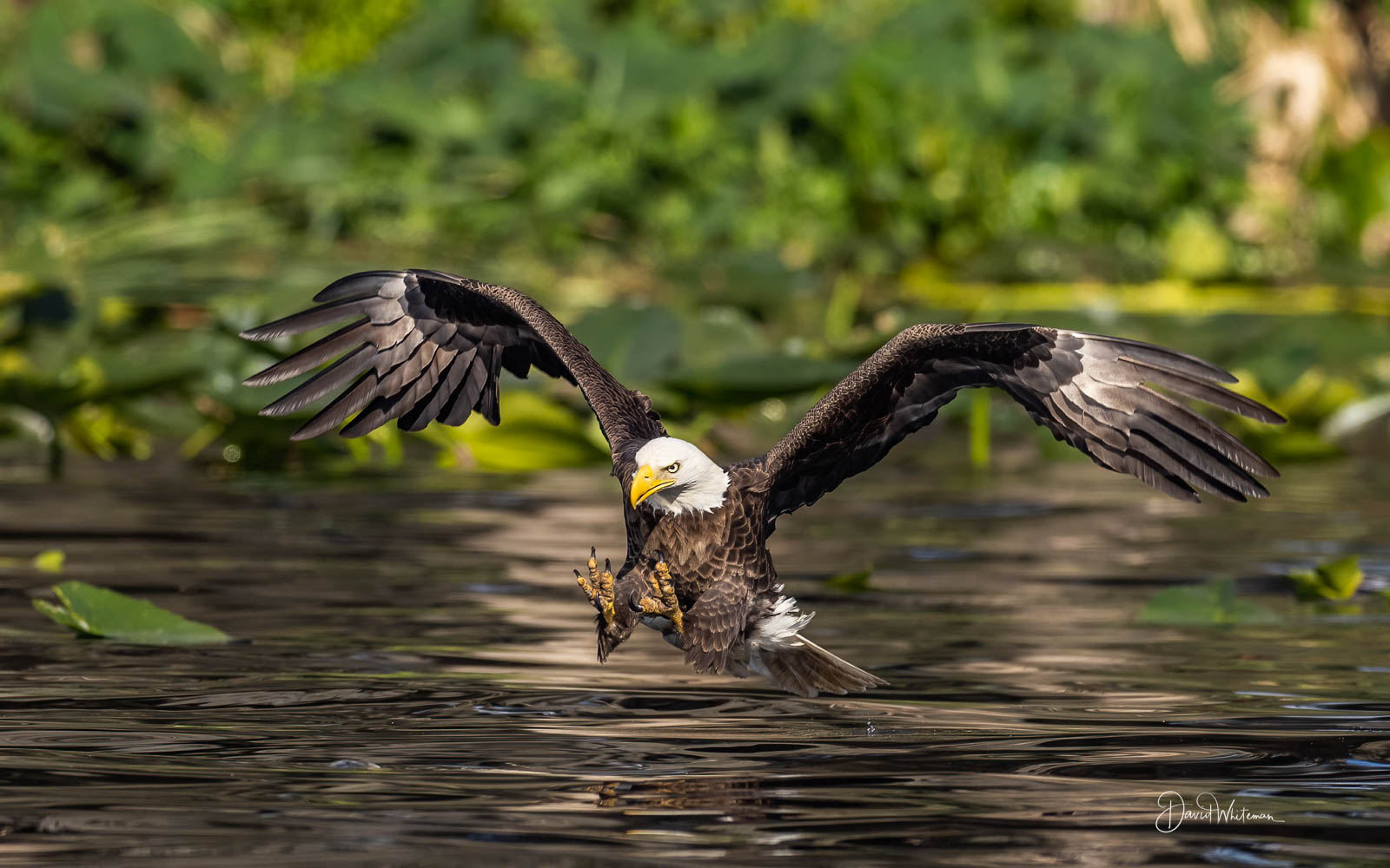 Bald Eagle Approach Bald Eagle Approach