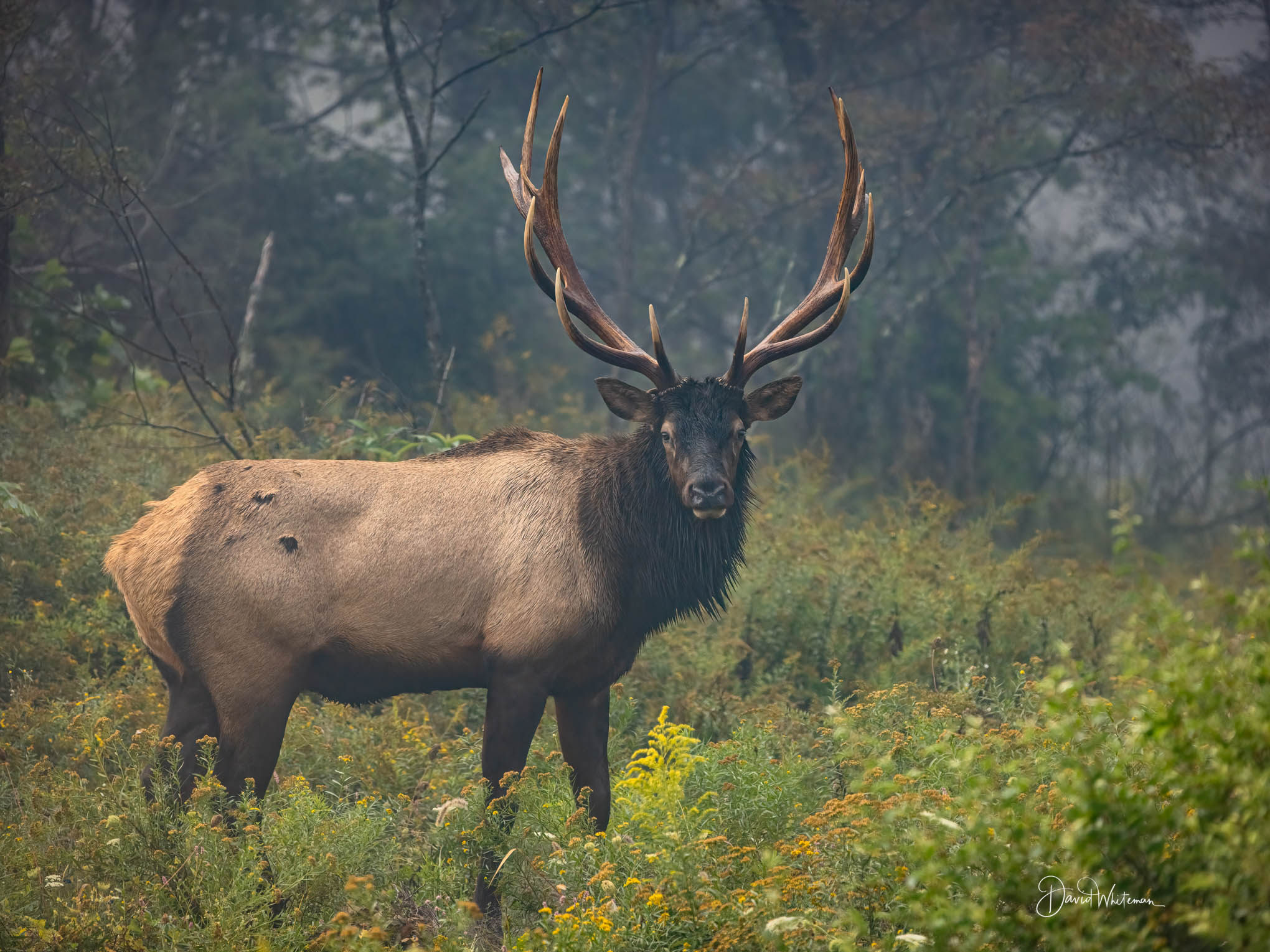 Bull Elk III