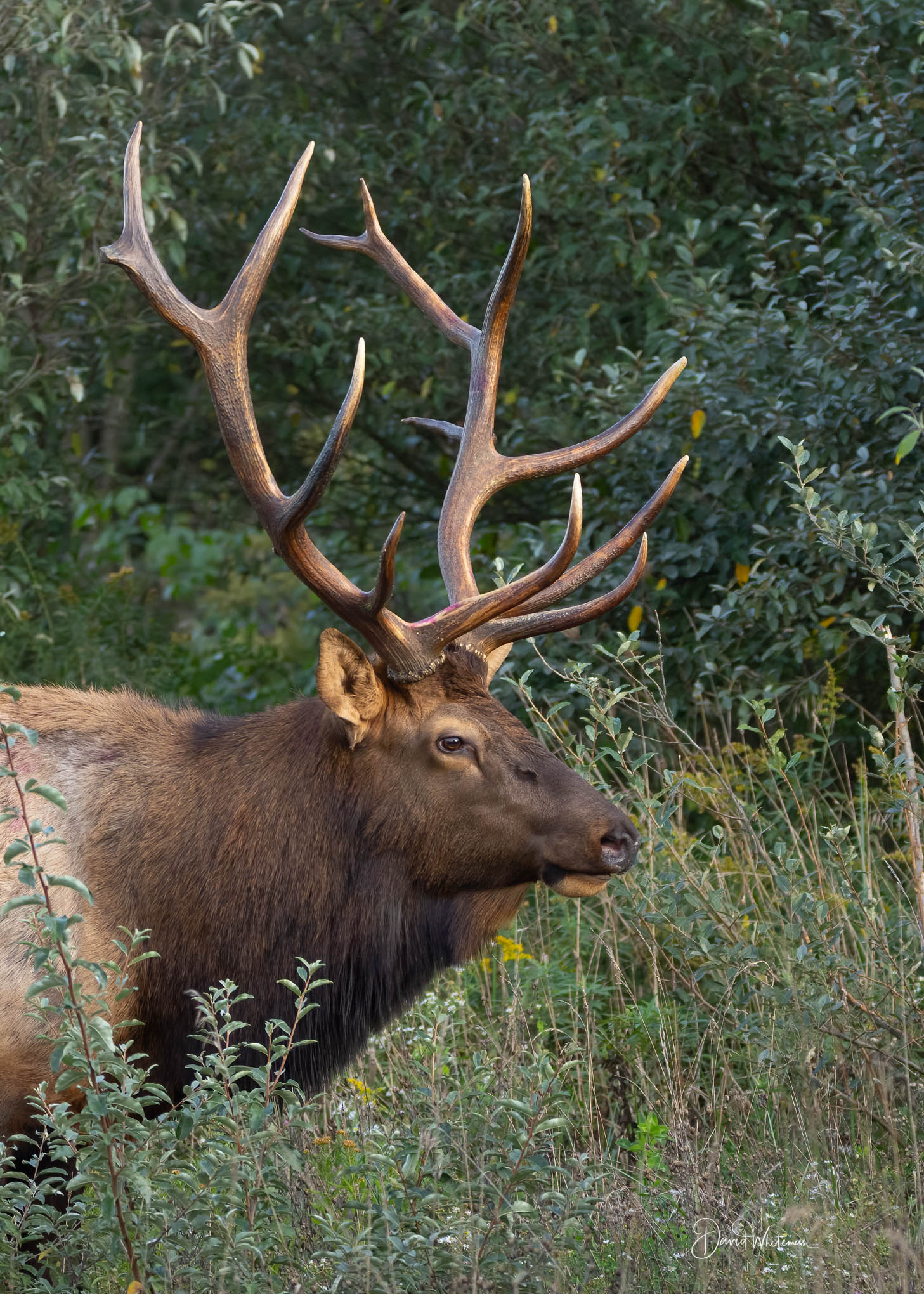Bull Elk