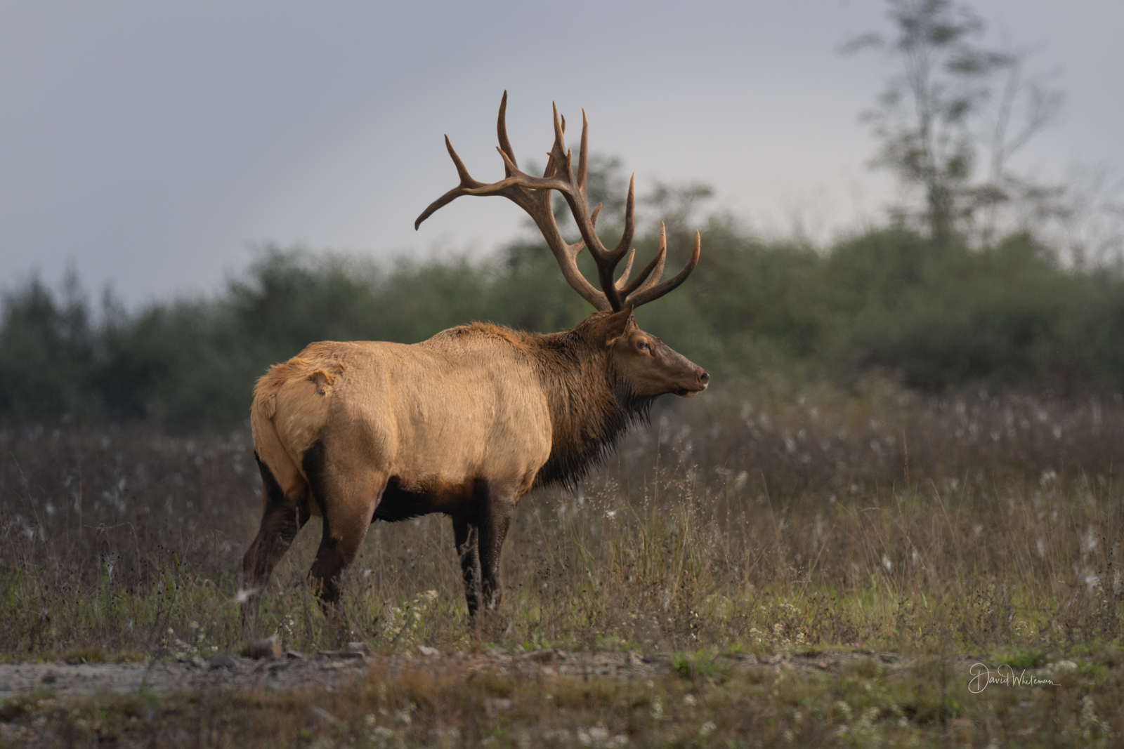 Bull Elk with Large rack II