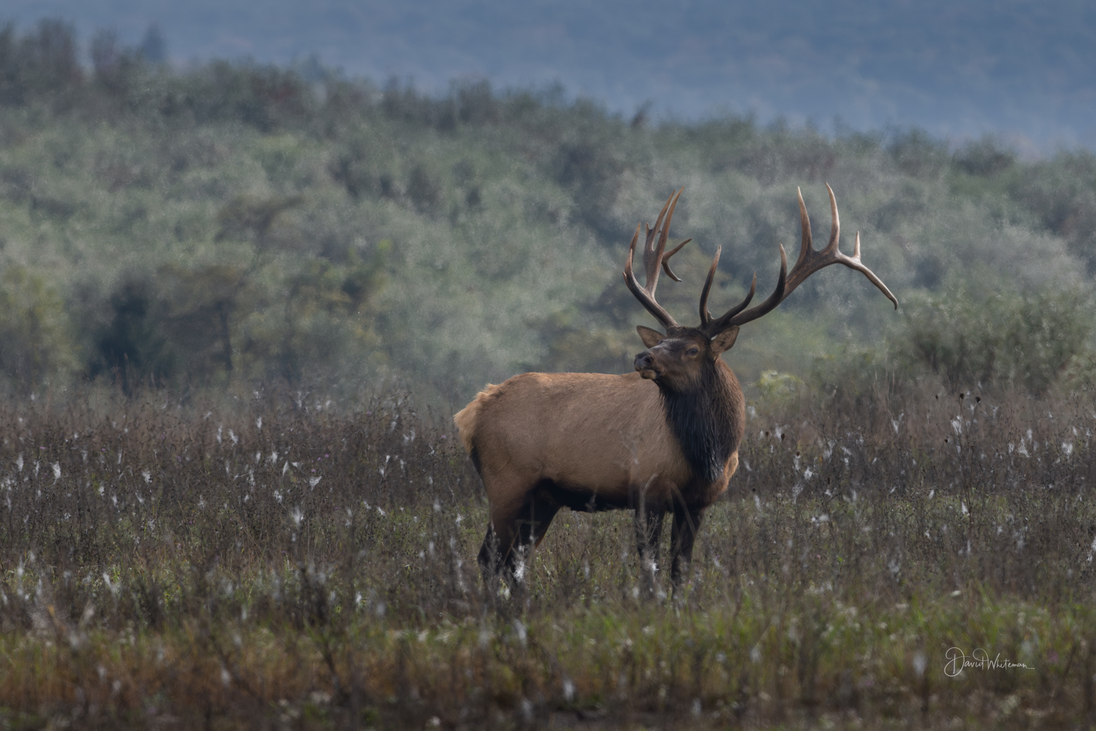 Bull Elk with Large Rack III
