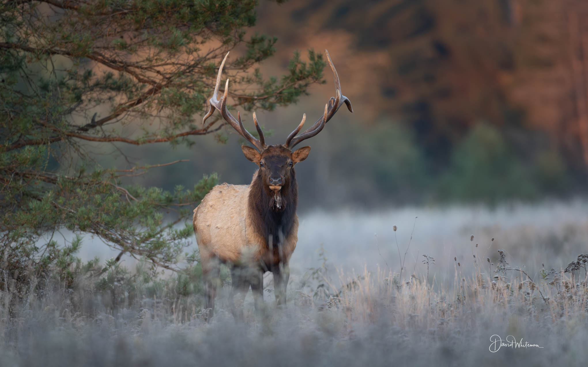 Elk Portrait