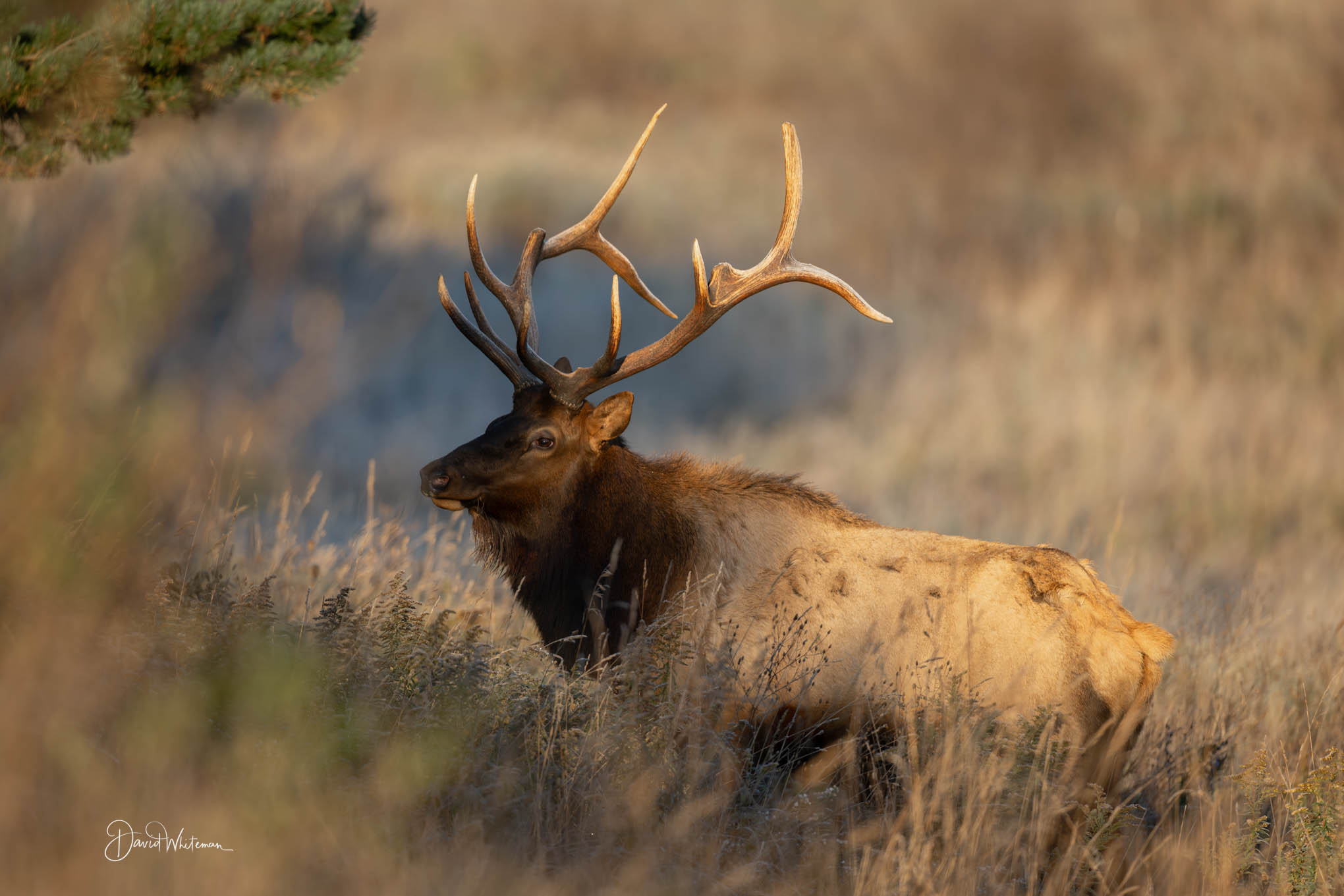 Elk Portrait III